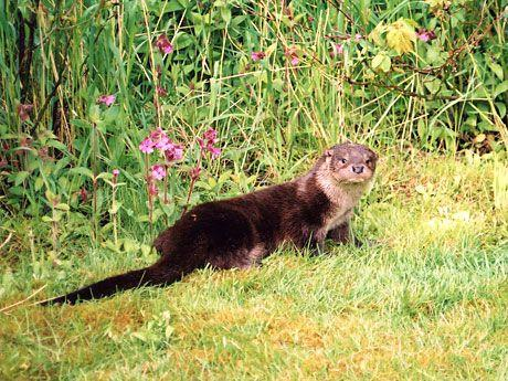 Mink (Neovison vison) Innført til Norge for pelsdyravl på 1920-tallet Ville bestander av mink i norsk natur fra 1930-tallet I dag er arten