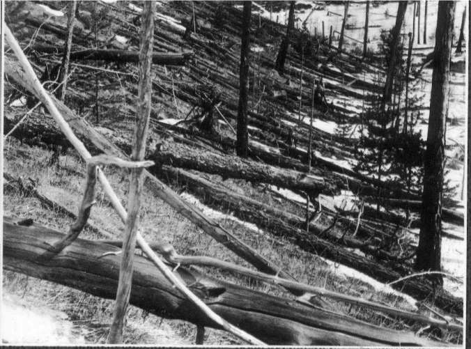 Tunguskameteoren 30 juni 1908 På sin første ekspedisjon inn i nedslagsfeltet i 1927 fant