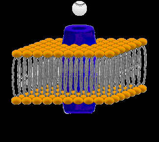 Transport av ioner og næringsstoffer over cellemembranen Terje