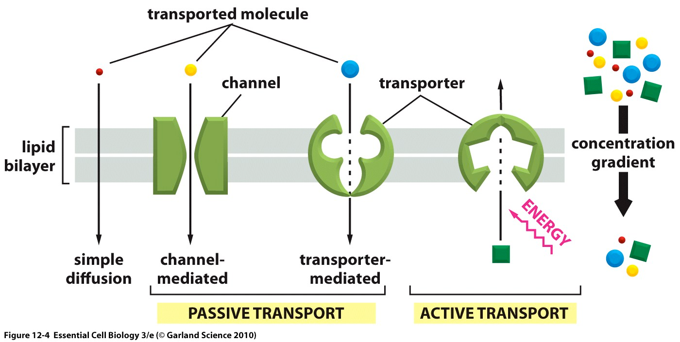 Passiv og aktiv transport Etanol CO 2 O 2 Passiv transport av f.eks.