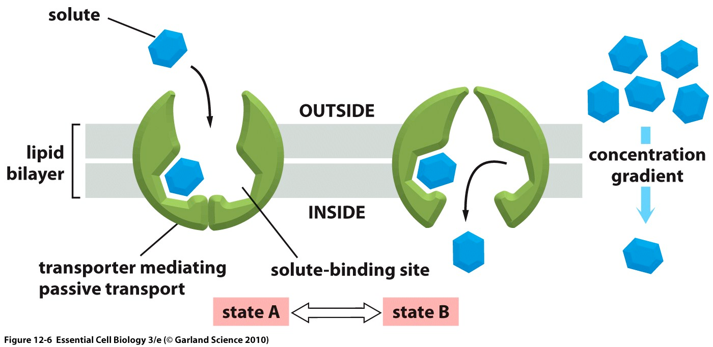er selektiv for et stoff (f.eks. glukose) og som drives av konsentrasjonsgradienten. Eks.
