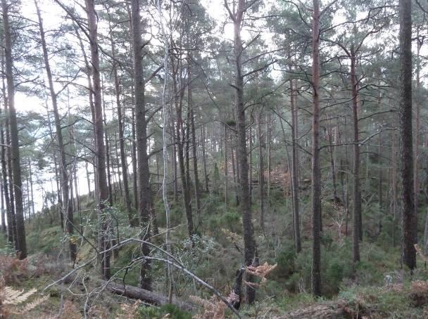 Skogstruktur og påvirkning Skogen på Flornes har et relativt ensaldret preg. Furutrærne er for det meste unge til middelaldrende.