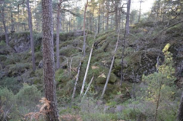 Seløy Gammel fattig edellauvskog, utforming eikeskog (F0201) Lokaliteten er tidligere beskrevet i Naturbasen som gammel fattig edellauvskog, utforming eikeskog (F0201).