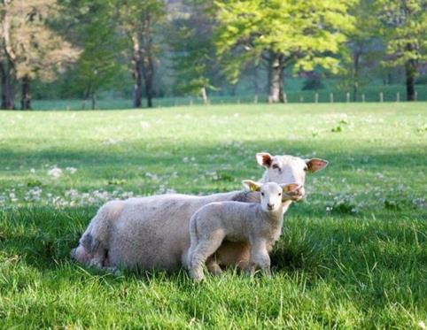 Skjøtsel, naturmangfoldloven 47 Tiltak for å opprettholde eller oppnå den natur-