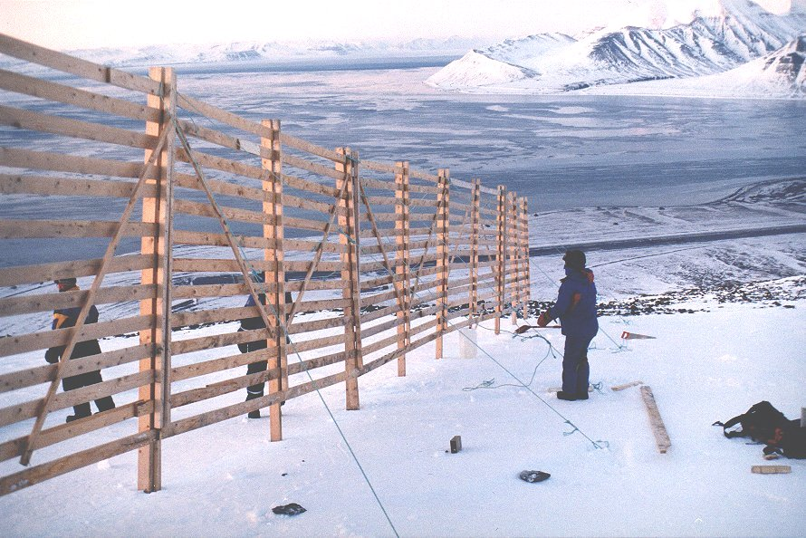 Figur 4.4.1.3 Oppsetting av en 50 % tett snøskjerm på Svalbard. Foto: Byggforsk Systematisk beplantning kan også ha snøskjermende effekt.