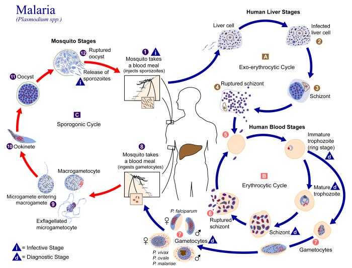 1.3 Patogenese Figur 3. Malariaparasittens livssyklus (8). Malaria overføres ved stikk av mygg i Anopheles-familien. Ved et stikk overføres sporozoitter fra myggens saliva til blodbanen hos menneske.