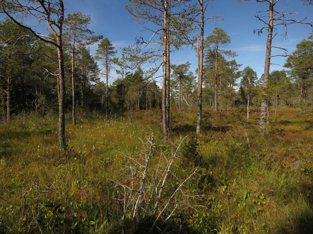 Lok. nr. 108 Vassåsen sør 166310108 Lokalt viktig C Vassåsen sør Foto: Arne Endre Laugsand Tresatt intermediær myr på 12 daa.