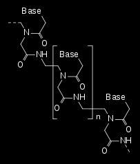 PNA (Peptide Nucleic Acid) prober Polyamid N-(2-aminethyl)-glycin skjelett istedet for sukker-fosfat i DNA / RNA Nt kovalent bundet til den
