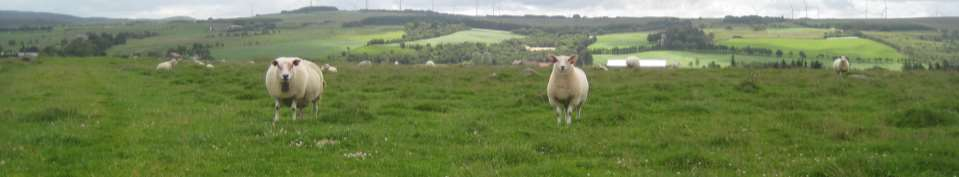 Avlingsnivå i kulturbeitene Stor variasjon. Dersom ein har godt grasdekke med stort innslag av rappartar, kvitkløvar og fleirårig raigras vil ein kunna oppnå om lag 7-800 kg tørrstoffavling/daa.