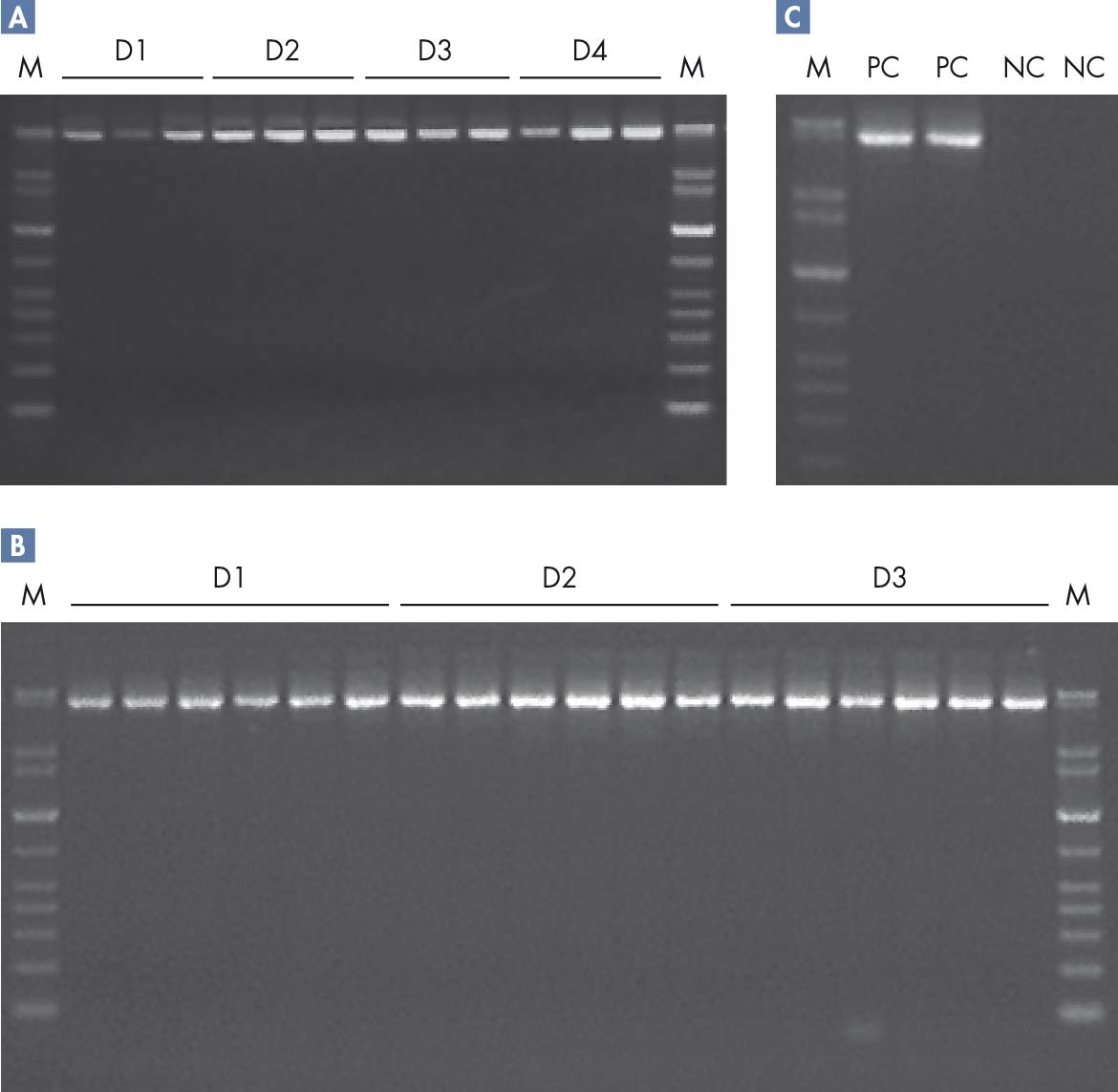 DNA-integritet Lang PCR-produkter (5 kb) ble forsterket ved bruk av QIAGEN LongRange PCR Kit (50 μl reaksjon). M D1 D2 D3 D4 M M PC PC NC NC M D1 D2 D3 M Figur 4.