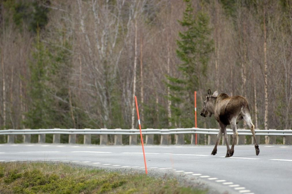 Naturmangfoldloven 9 Føre- var prinsippet Nært knyttet til kunnskapsgrunnlaget En regel