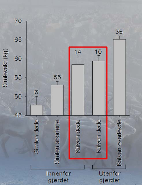 Erfaringer knyttet til rovvilttap av kalv i Finnmark - Bare 5 % av simlene som ble