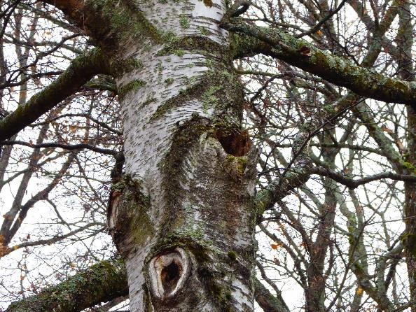 Samtlige av bjørketrærne har råte i beskjæringssnitt på stammen. En tjuke, trolig knivtjuke, ble observert på en død gren i kronen.
