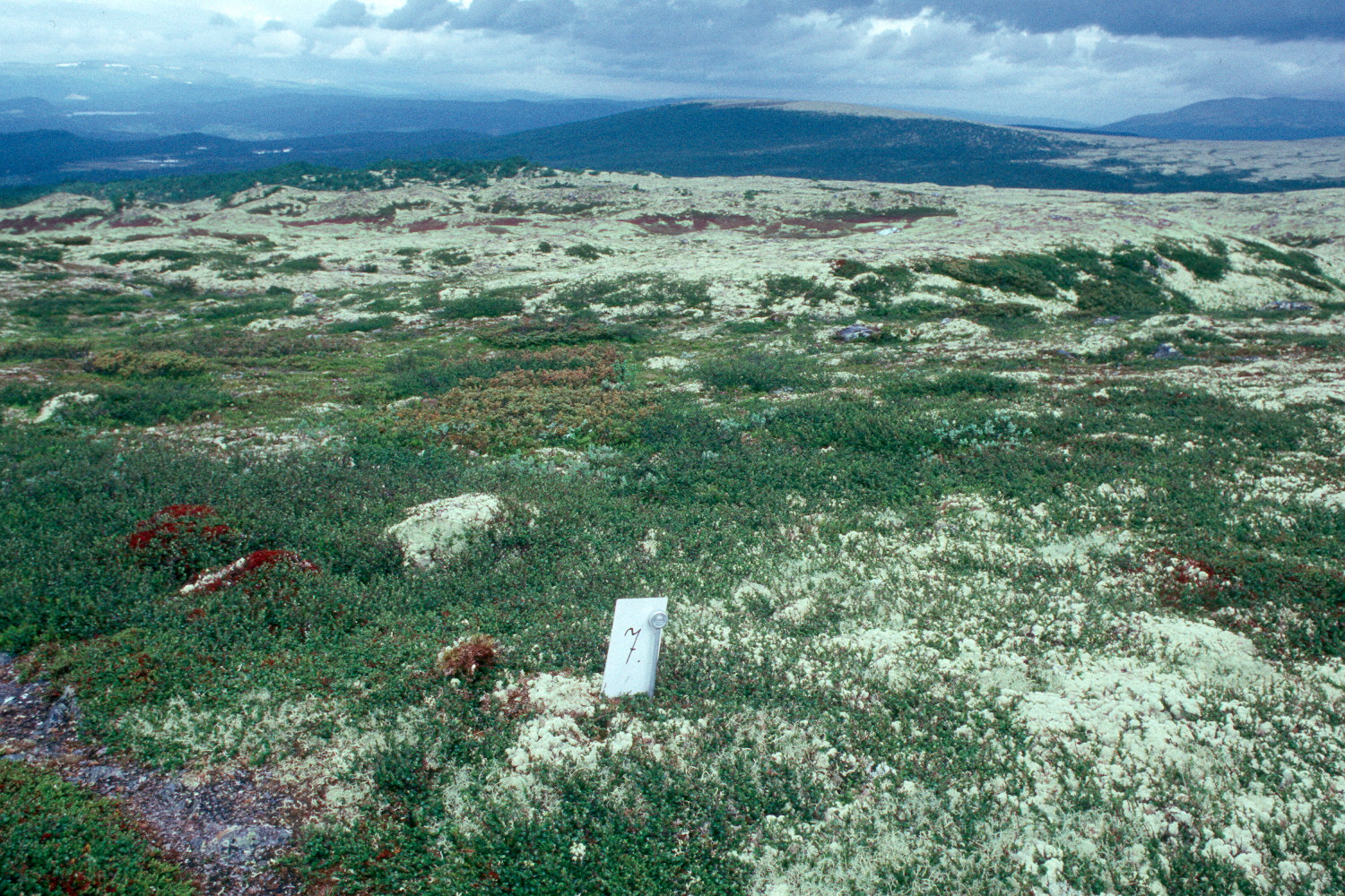 INNLEDNING Telvanglia naturreservat i Tolga kommune i Hedmark ble opprettet ved kongelig resolusjon 22. desember 1989.