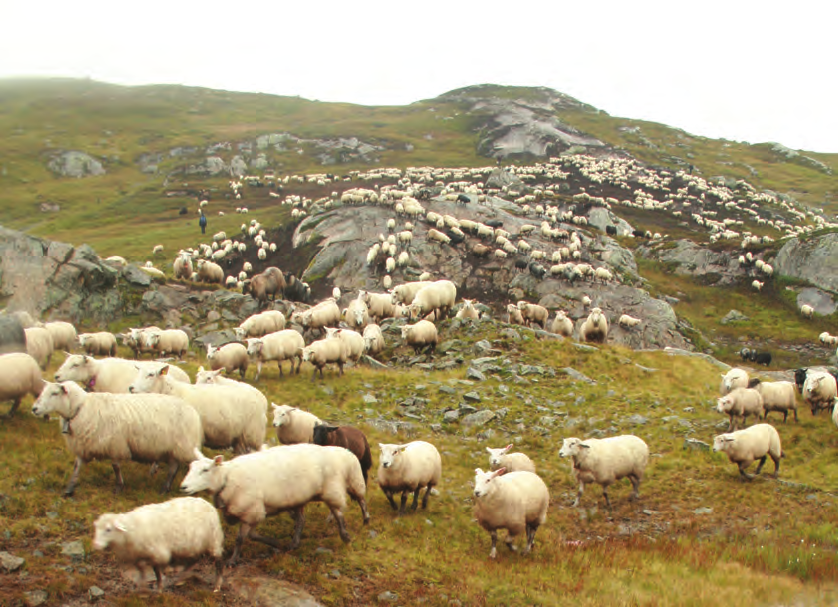 Visste du at: Vi har hatt sauehold i Norge siden bronsealderen. Norske sauer produserer årlig 4.500 tonn ull med en førstehåndsverdi på 250 millioner kroner. Det er rundt 15.