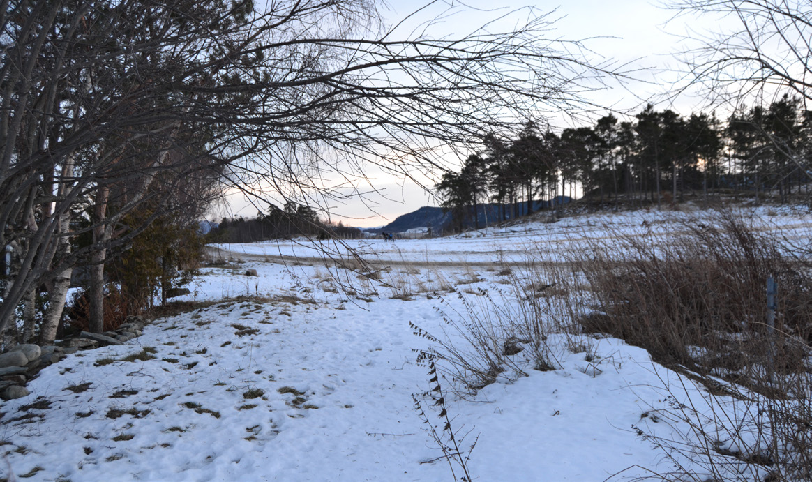 14.01 - TOMTEBEFARING I dag var vi igjen på tomta. Vi kom inn Lønnvegen. Man kommer rett på åkerholmen, og det er egentlig ganske fint. Man ser jordene som heller svakt nedover mot fjorden.