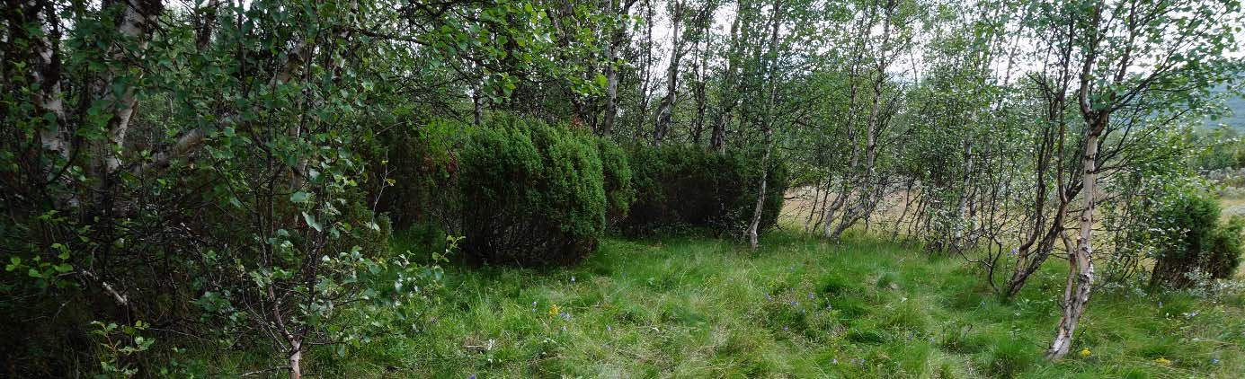 (VU) og fredlyst) gått sterkt attende. I dei siste åra har talet på individ på Sølendet halde seg stabilt på kring 15.