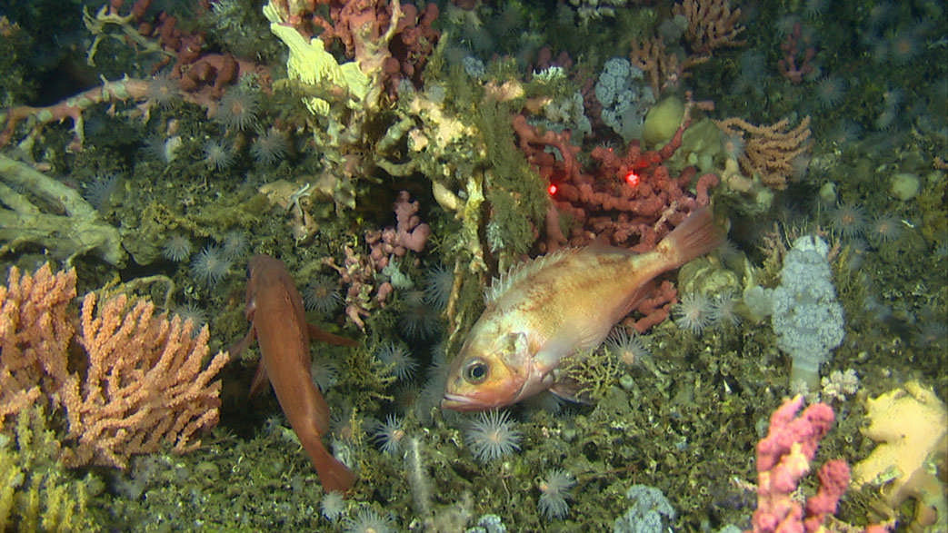 Norsk Marint Datasenter Visjon: NMD skal være det nasjonale knutepunktet for marine data, også for data som ikke samles inn av Havforskningsinstituttet.