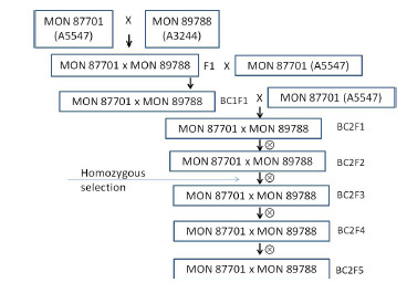 Fordøyelighetstest som er lagt ved søkers dokumentasjonen knyttet til MON 87701 (vedlegg dossier), viser at Cry1Ac-proteinet fordøyes raskt i simulert magesaft.