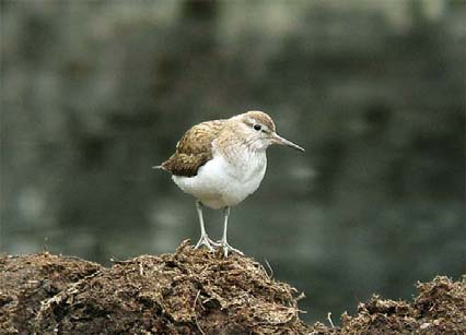 Strandsnipe,2,0 2 2 4 4 4 4 4. Strandsnipe ble sett første gangen 2.04.