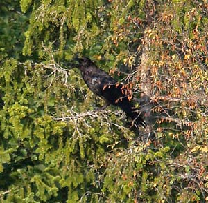 Ravn,2,0 2 2 4 4 4 4 4 Det ble gjort spredte observasjoner av ravn i området gjennom året.