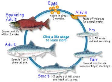 Atlanterhavslaks (Salmo salar L.