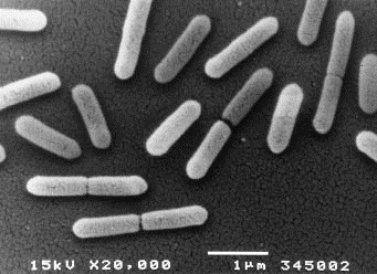 Carnobacterium divergens Bakterien ble først isolert fra fordøyelses kanalen til Atlanterhavslaksen (Salmo salar L.) Tilhører ordenen Firmicutes C.