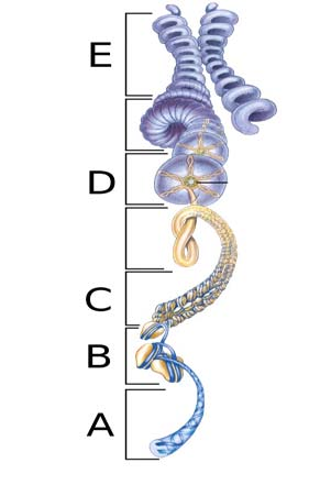 b) DNA Structure and organization Depicted in the figure below is schematic representation of a eukaryotic chromosome, showing structural organization at different magnification (higher magnification