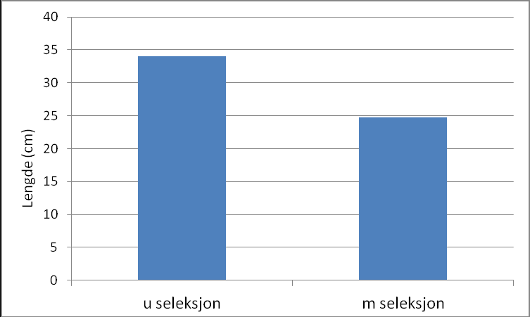 Figur 5. Gjennomsnittlig lengde på torsk fanget i ruse med (m seleksjon) eller uten (u seleksjon) seleksjonsinnrettning (ring eller not-rist) i kalv. Resultater fra Os, Fusa og Flødevigen.