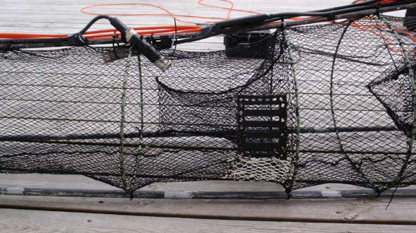 Seleksjonsforsøk i Hordaland I Os, Fusa og Austevoll ble det Fisket med henholdsvis ruse og teiner i august og september.