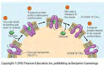 1 Løsningsforslag TFY 4260 Cellebiologi og cellulær biofysikk 18 mai 2013 Oppgave 1: Transport over epitelcellelag Fra tarm inn i epitelcellen med fasilitert diffusjon - Fasilitert diffusjon benytter