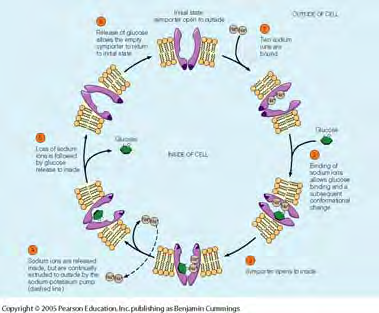 Glukose går fra området med høy til område med lav konsentrasjon fordi flest glukosemolekyler vil binde seg på den siden konsentrasjonen er størst.