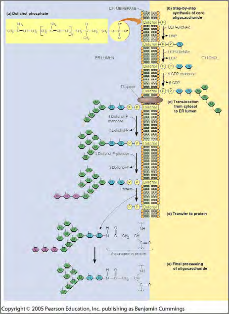 3 Oppgave 4: Glykosylering av proteiner - Glykosyleringen starter på lipidet dolichol som sitter i membranen på ER - Karbohydrater adderes ett og ett til dolichol.