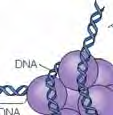 en snor". DNA er tvunnet 1.