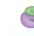 ubiquitin-proteasomet.