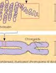 sentral kromosomal akse,