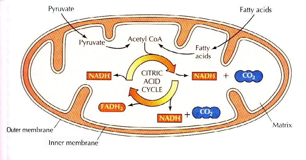 14 1 Første trinn er omdanning av pyruvat til Acetyl-CoA Aerobe forhold : det meste av pyruvat dannet i glykolysen transporteres (aktivt) inn i mitokondriene, og oksideres videre gjennom