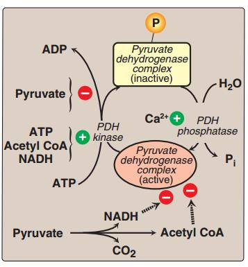 Fosforyleringen skjer i E1-komplekset, og styres av: Pyruvat dehydrogenase kinase - hemmer PDH -Aktiveres av acetyl-coa, ATP og NADH -Hemmes av pyruvat,