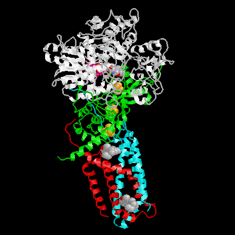 37 6 Ravsyre dehydrogenase danner FADH 2 Ravsyre dehydrogenase er det eneste enzymet i Krebs-syklus som ligger bundet i den indre mitokondriemembranen viktig i elektrontransportkjeden (kompleks II).