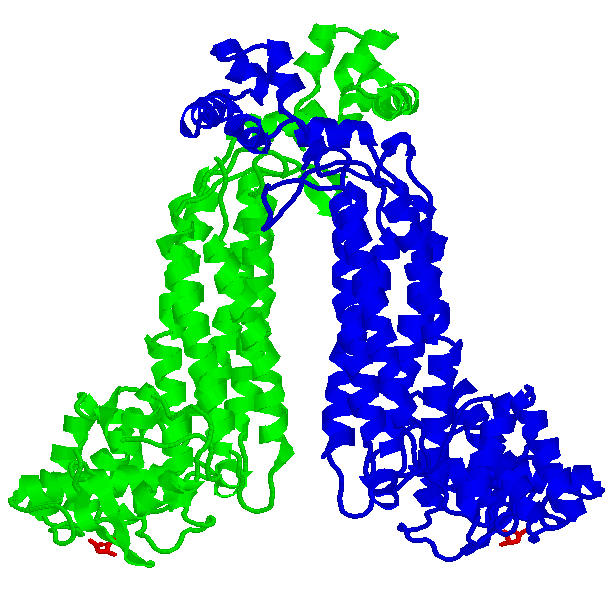 39 7 Fumarase adderer H 2 O Enzymet består av to like subenheter (homodimer), som hver kan