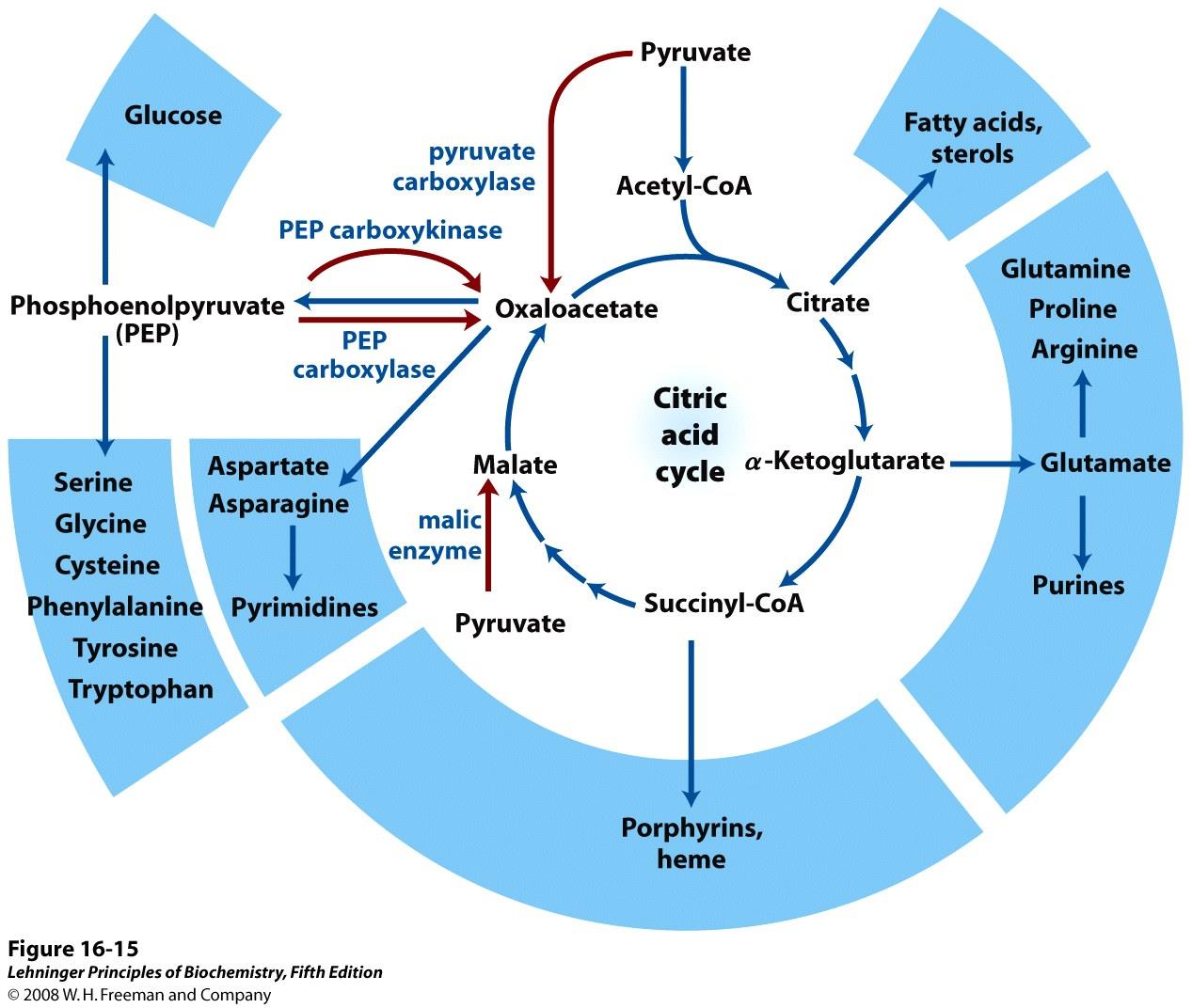 45 Mellomprodukter i sitronsyresyklus brukes som utgangspunkt for mange syntesereaksjoner.