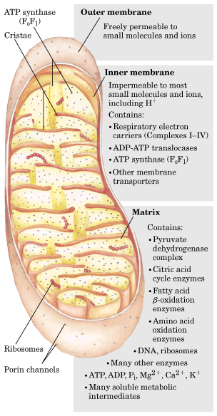 50 Mitokondriet Mitokondriet er omgitt av to membraner. Ytre membran er fritt permeabel for små molekyler og ioner (< 5000 Da) via porin. Indre membran har mye større areal enn ytre, foldet i kristae.