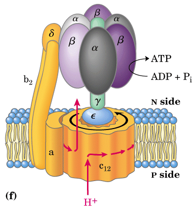 61 ATP syntase (kompleks V) Stort membranintegrert protein. Består av to deler; F o og F 1.
