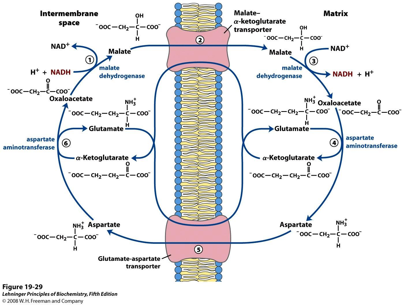 69 Malat-aspartat shuttle (Lever, nyre og hjerte) Netto resultat: Overføring av to e - og ett proton til mitokondriematriks, bundet til