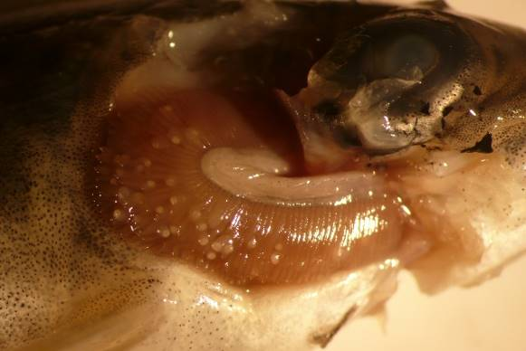næring. Mormuslingen slepper millionar av larver på seinsommaren, og desse larvene må finne seg ei gjelle til ein ungfisk av laks eller aure for å leve vidare.
