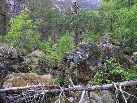 lige verdier) og flere lokaliteter på strekningen Kvernabekken - Skiri, som omfatter edellauvskog, sumpskog, gammel furuskog og blokkmark.