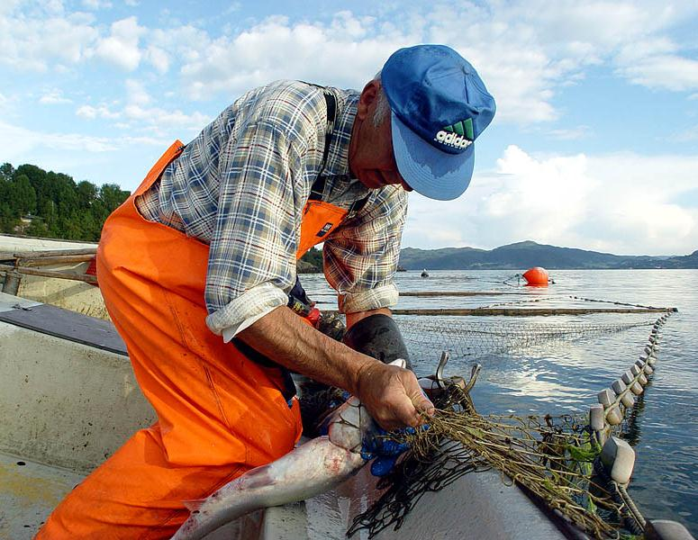 Fiskereguleringer på kort sikt 1) Fiskereguleringene 2016 hovedrevisjon 2) Ekstraordinære reguleringer i