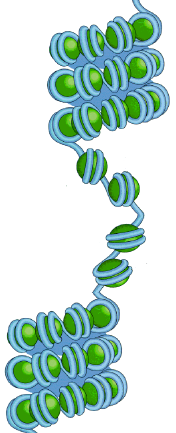 Genomet sine kodar/informasjonsstraum Den genetiske kode Kromosom DNA RNA Protein A T G C A C G T A G A U G C A C