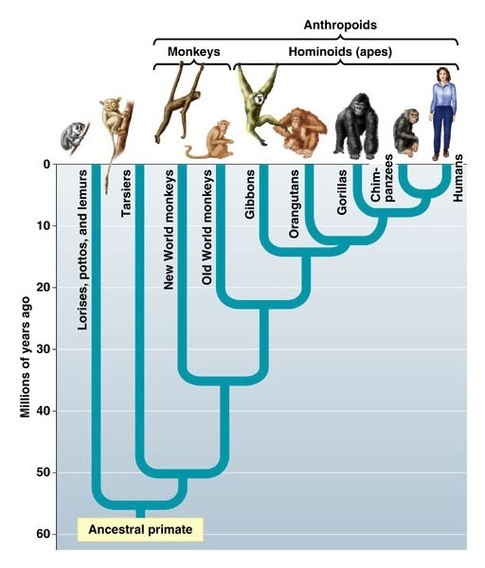 Evolution of primates