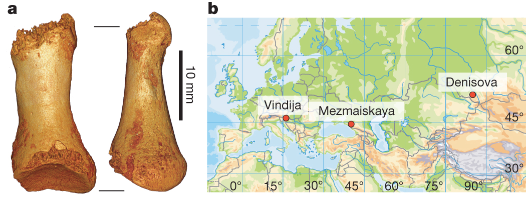 Toe phalanx and location of Neanderthal samples for which genome-wide data are available. a, The toe phalanx found in the east gallery of Denisova Cave in 2010.